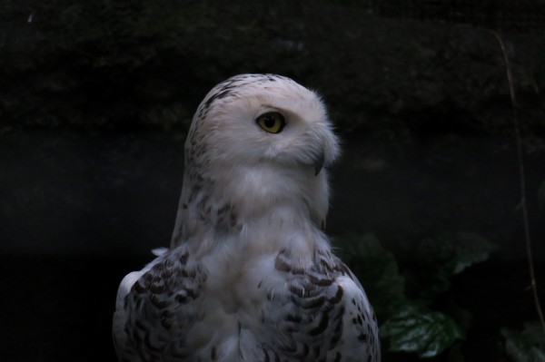 動物の瞳の奥をのぞける600mmレンズ Canon Powershot G3x 実写レビュー １